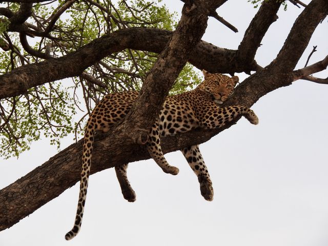 Kenya Photographic Big Cat Safari